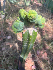 👑🌶️🌶️ TBMC — XXL Graft