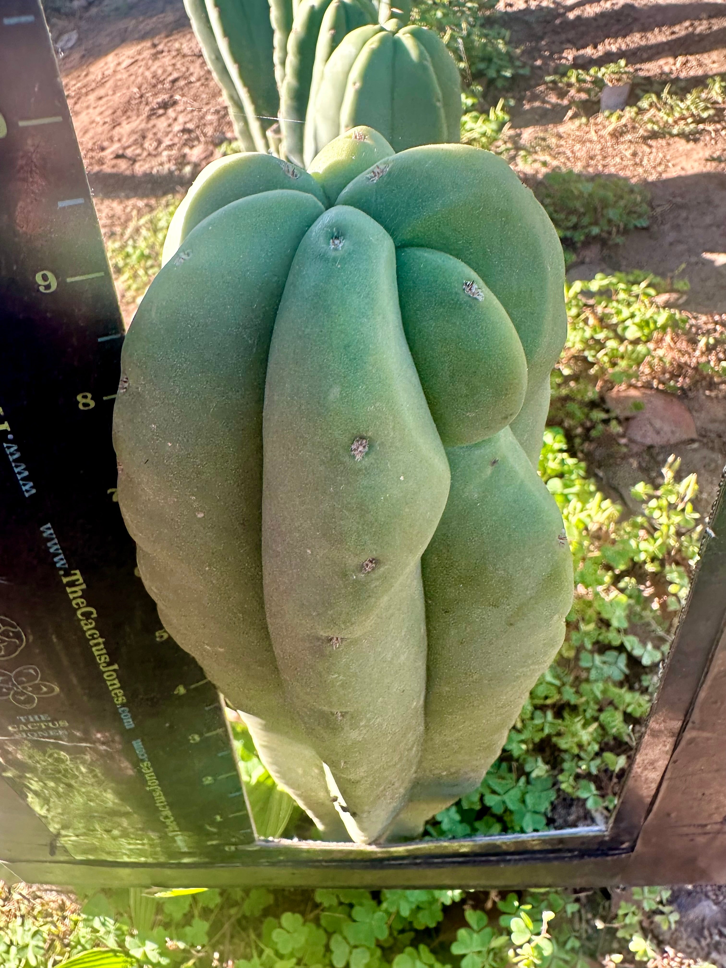 👑💎 Aussie Scop  — FAT 10” Tip