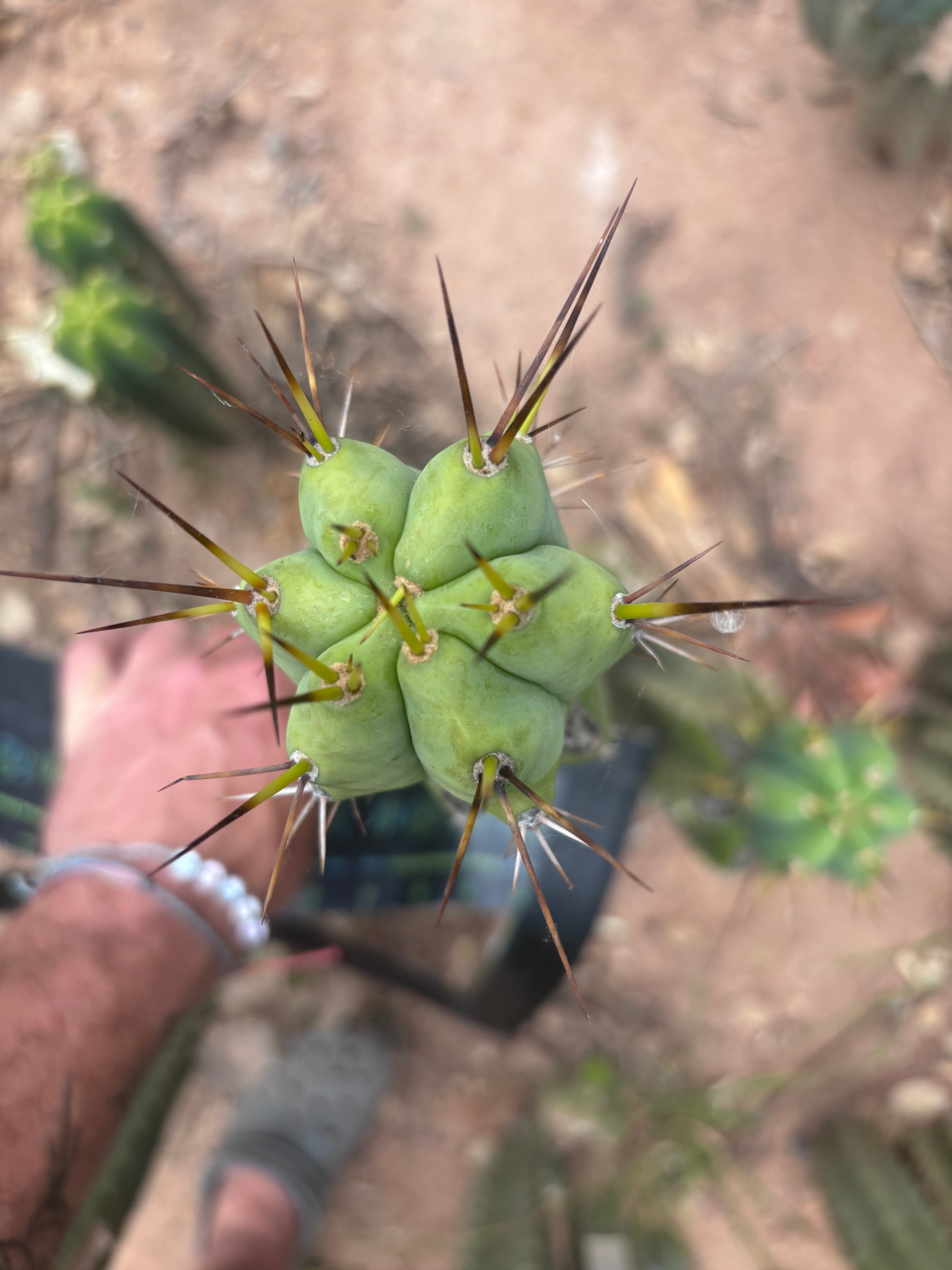 👑💎🌶️  CSD — Large Tip Graft