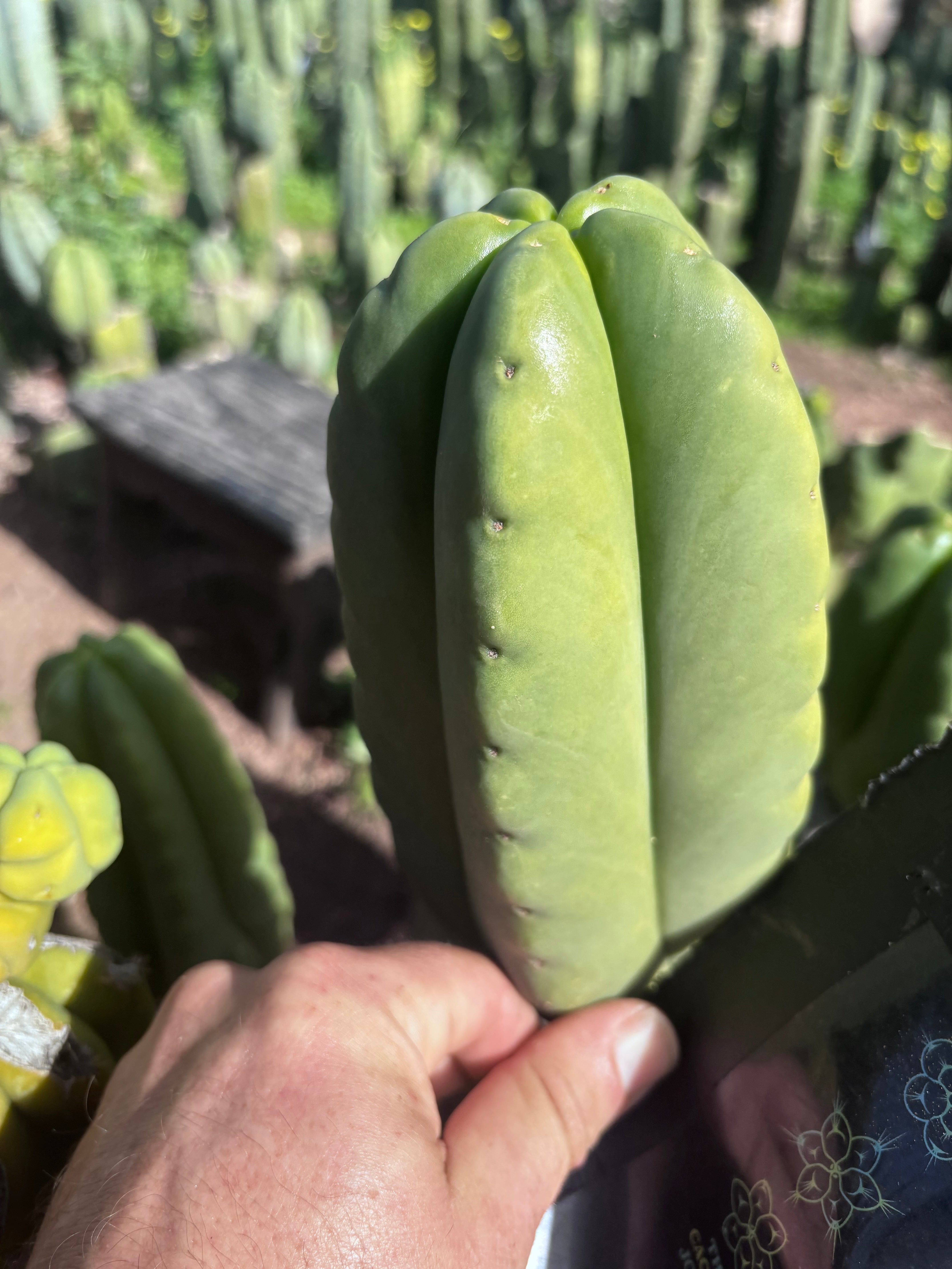 💎👑💎🌶️ Ferah — Chonky 6” Tip