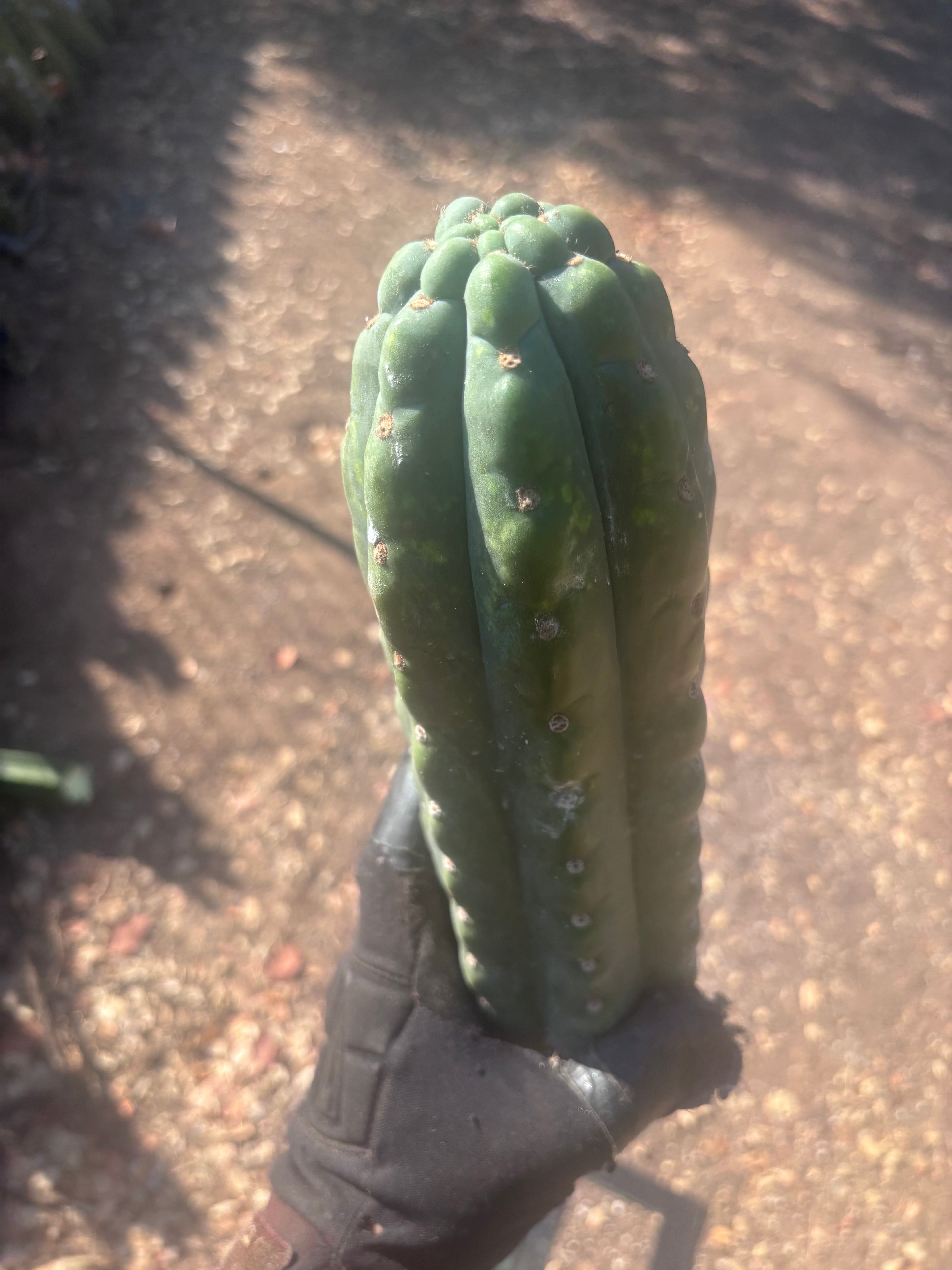 💎👑🌶️  Ichoca — Beefy 14” Notch Missile