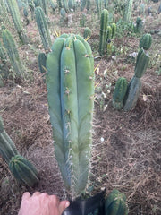 💎 SS Achuma x Colossus — XL 16” Pup