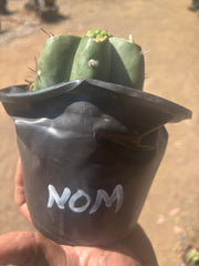 💎🌶️🌶️ NOM — Pup Graft On Rooted Shine01