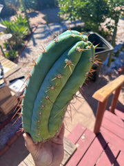 💎👑🌶️ CGG — 14” MELON