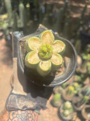 👑 Hulk’s Balls — Graft On Rooted PC