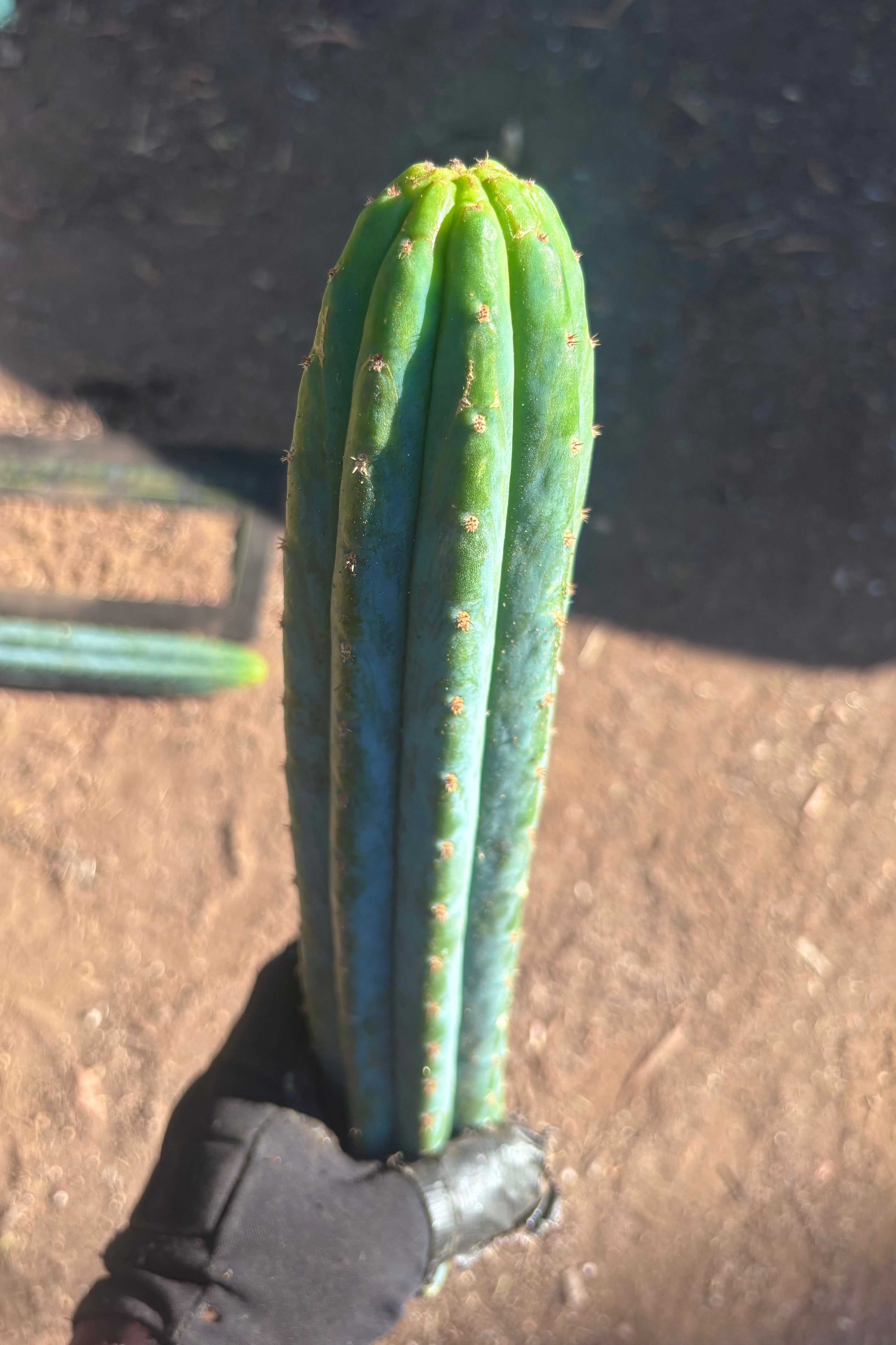 👑🌶️ Ventucky Blue — 16” Tips