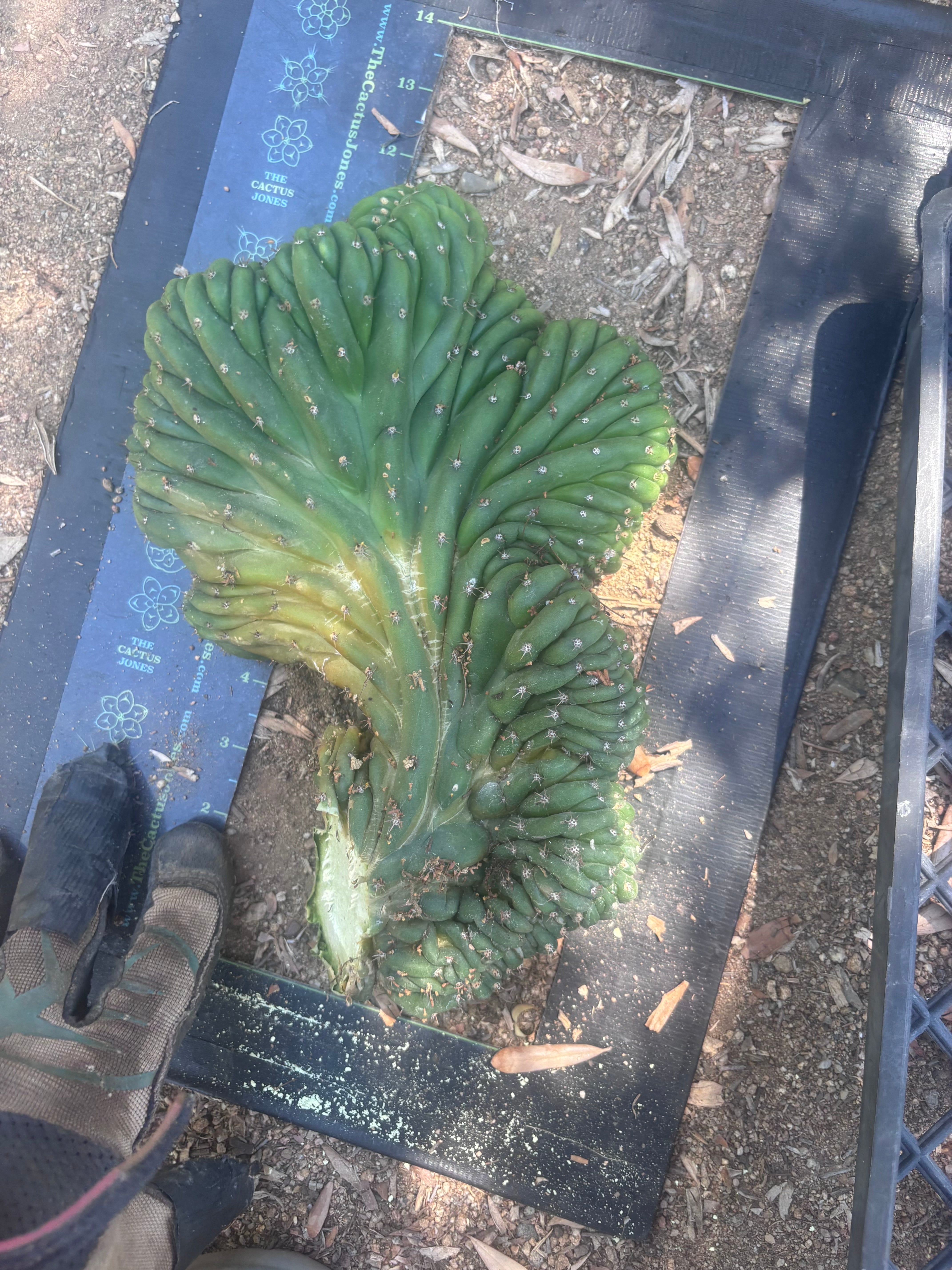 💎👑 TPMC — Large Crests (3)