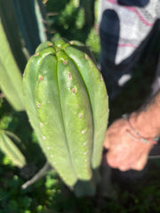 👑🌶️ The Field’s Pachanoi — Chonky 12” Tip