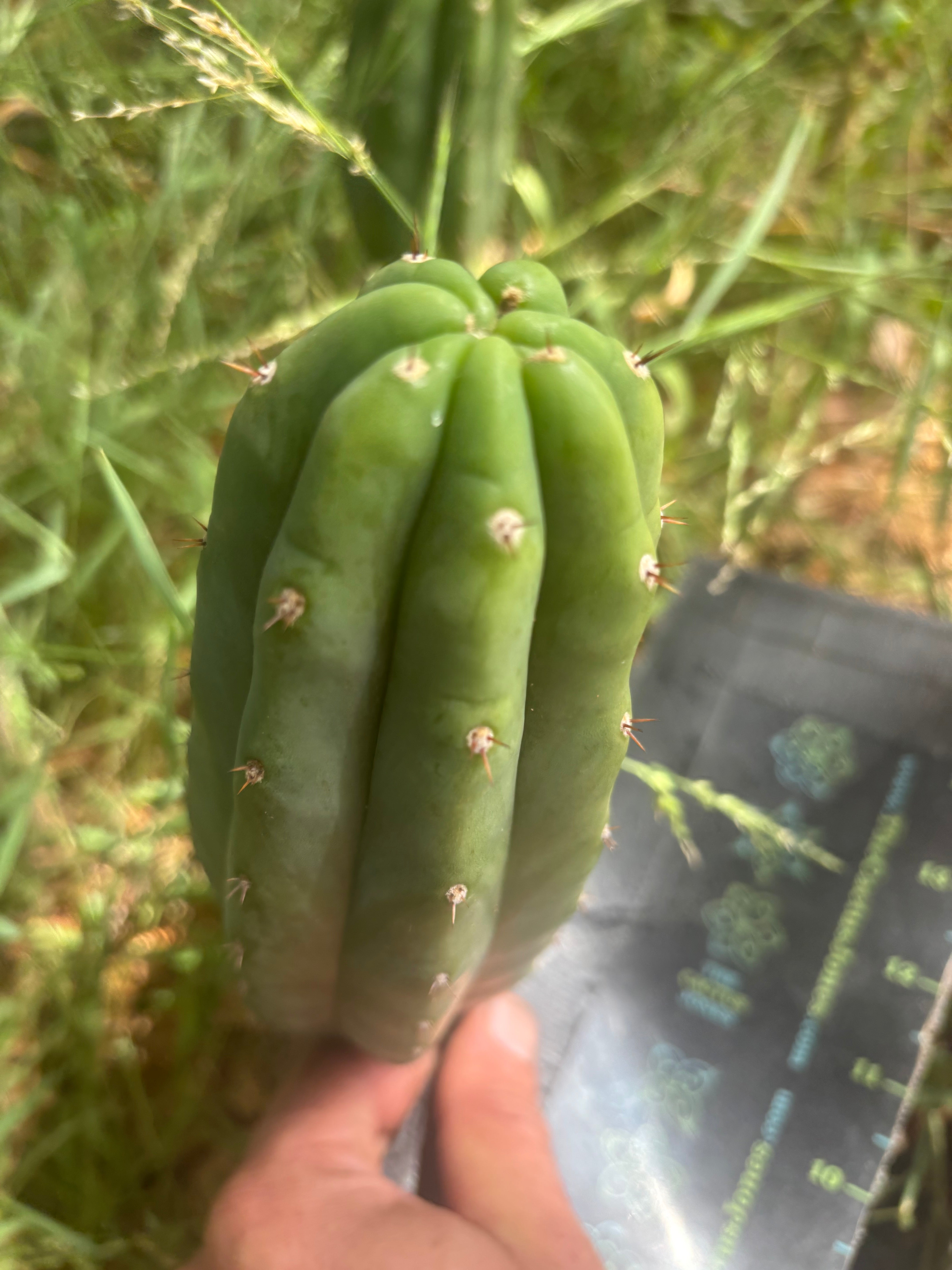 👑🌶️🌶️ KR04 — 7.5” Pup