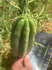 👑🌶️🌶️ KR04 — 7.5” Pup