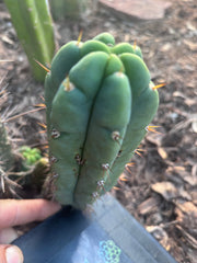 💎👑🌶️🌶️ Austy’s Bomb — 6” Pup
