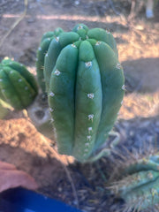 👑💎🌶️ Bob’s Colossus—  Chonky 8” Pup