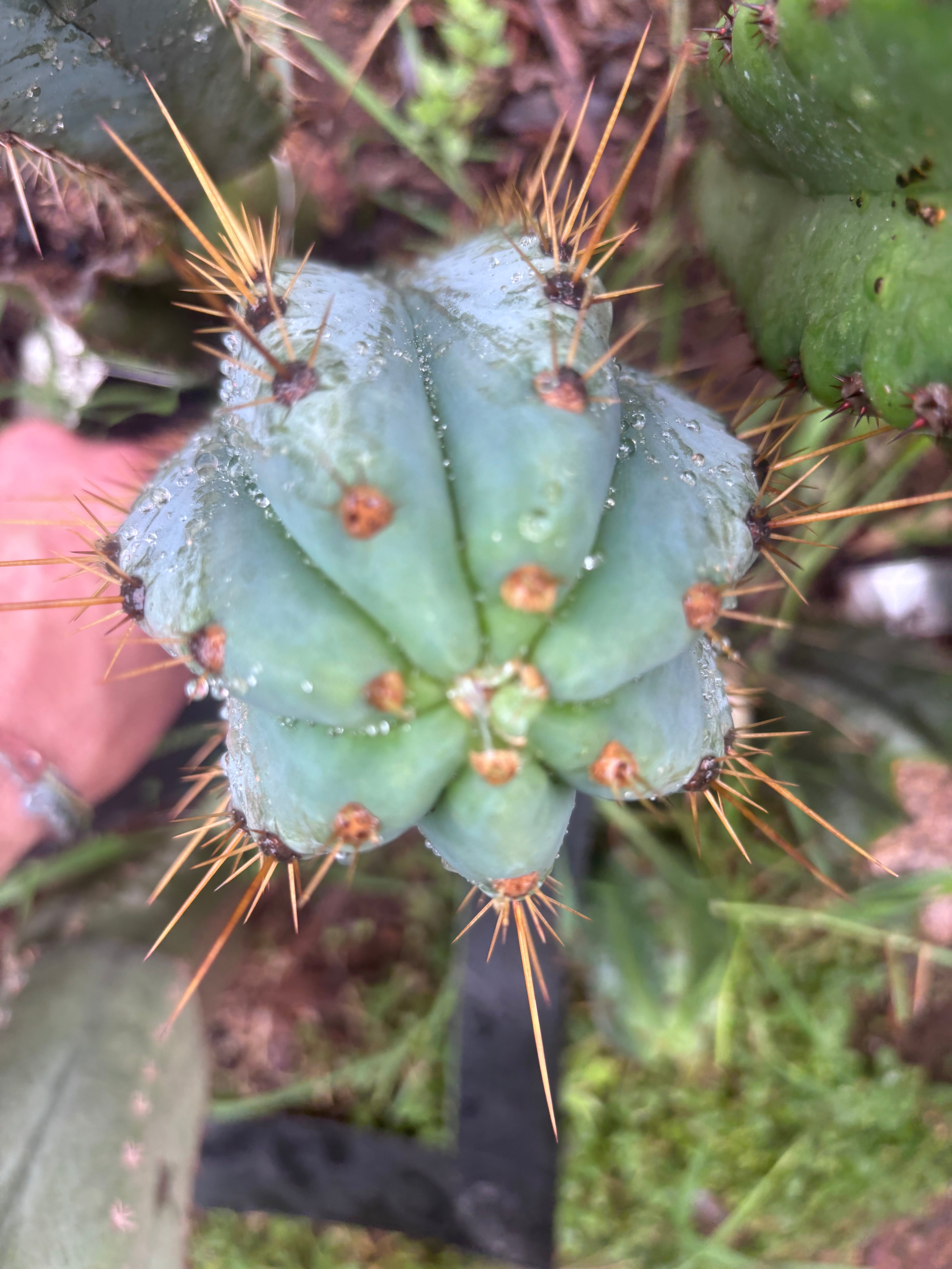 💎👑 Argentinensis “Coopers Clone” — 9” Tip