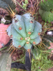 💎👑 Argentinensis “Coopers Clone” — 9” Tip