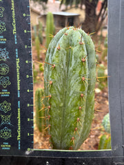 👑🌶️ Kimnach — Fat 8” Tip