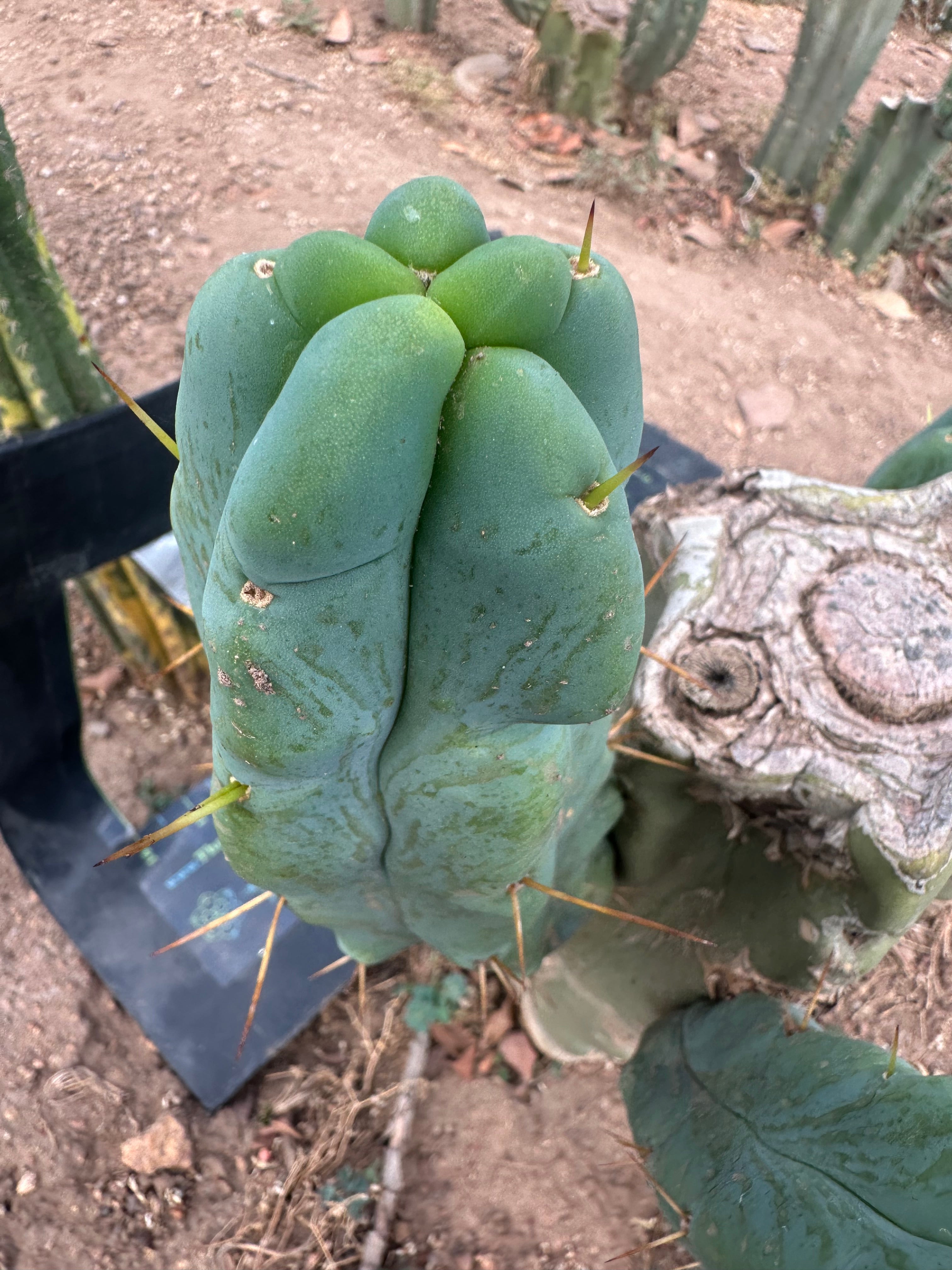 👑🌶️ Caballero — 8” Pup