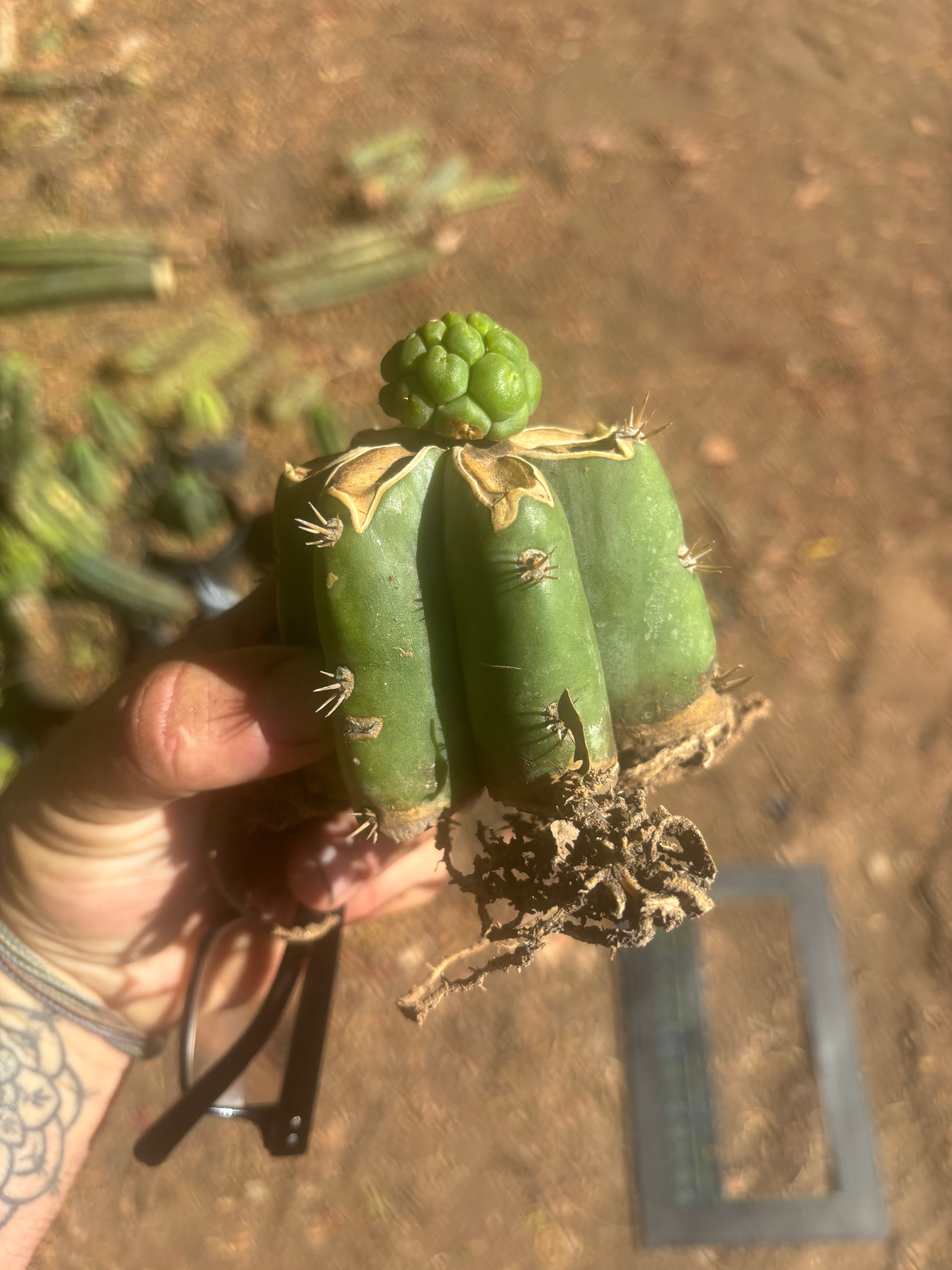 💎👑💎 Havran — Pup Graft on PC w/Roots
