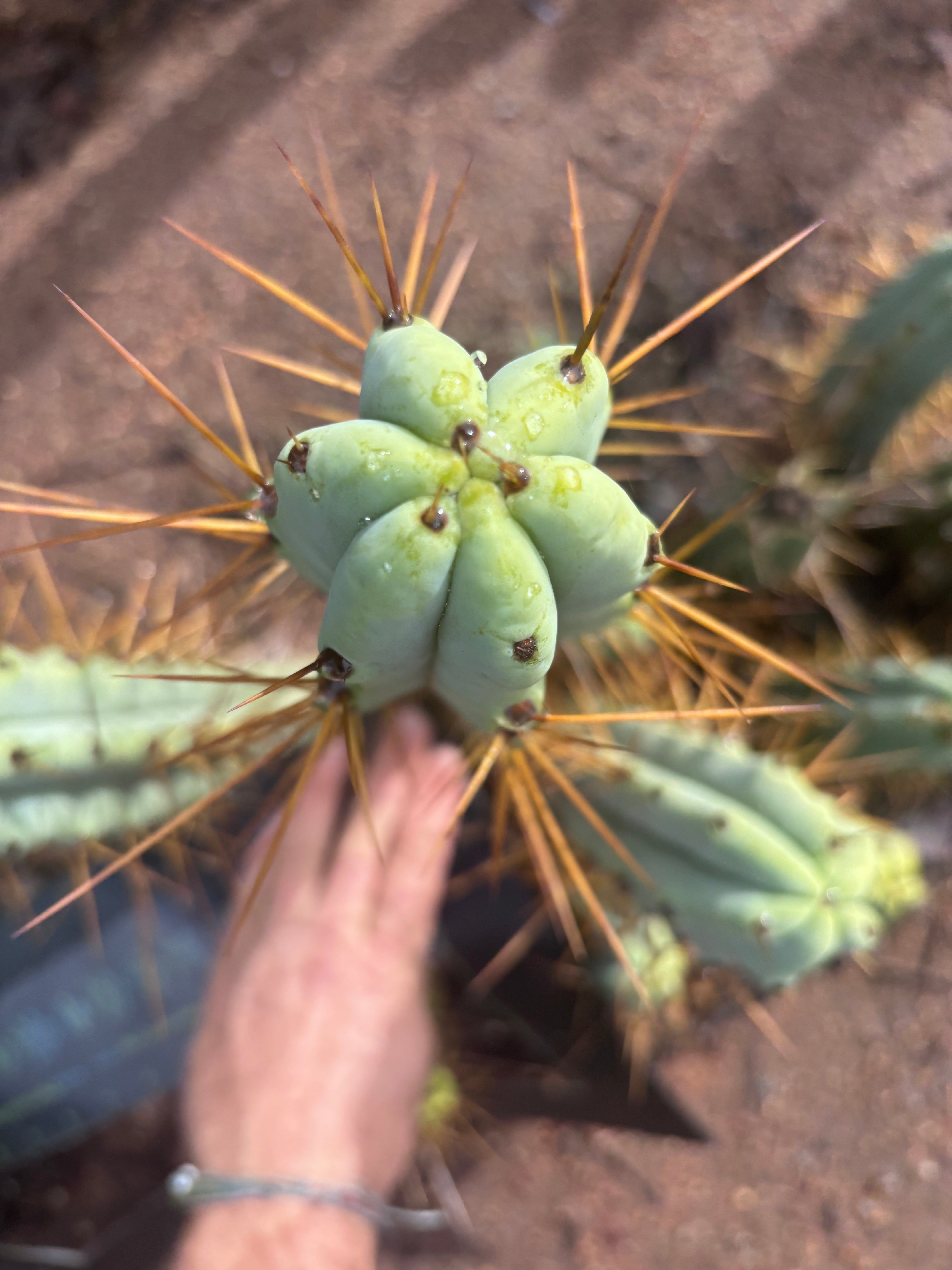 👑🌶️ Medicine Man — 14” Tip