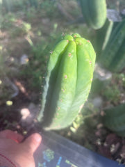 Custom Listing for J. O’Malley