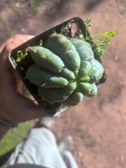 👑🌶️ Shine01 — Fat Rooted Tips