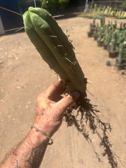 👑🌶️🌶️ Eileen — Fully Rooted 11” Tip