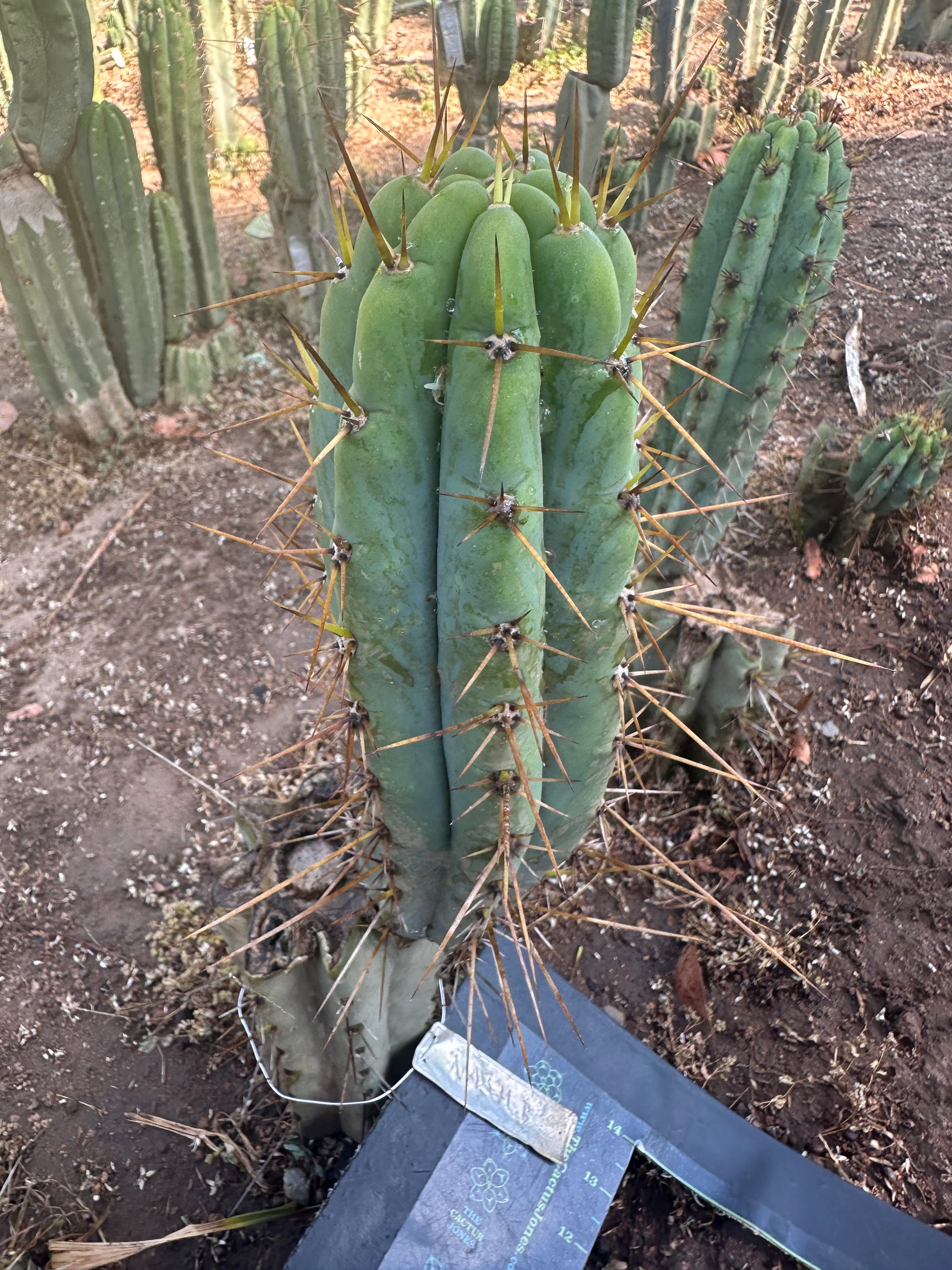 👑🌶️ Nash — 10” Pups