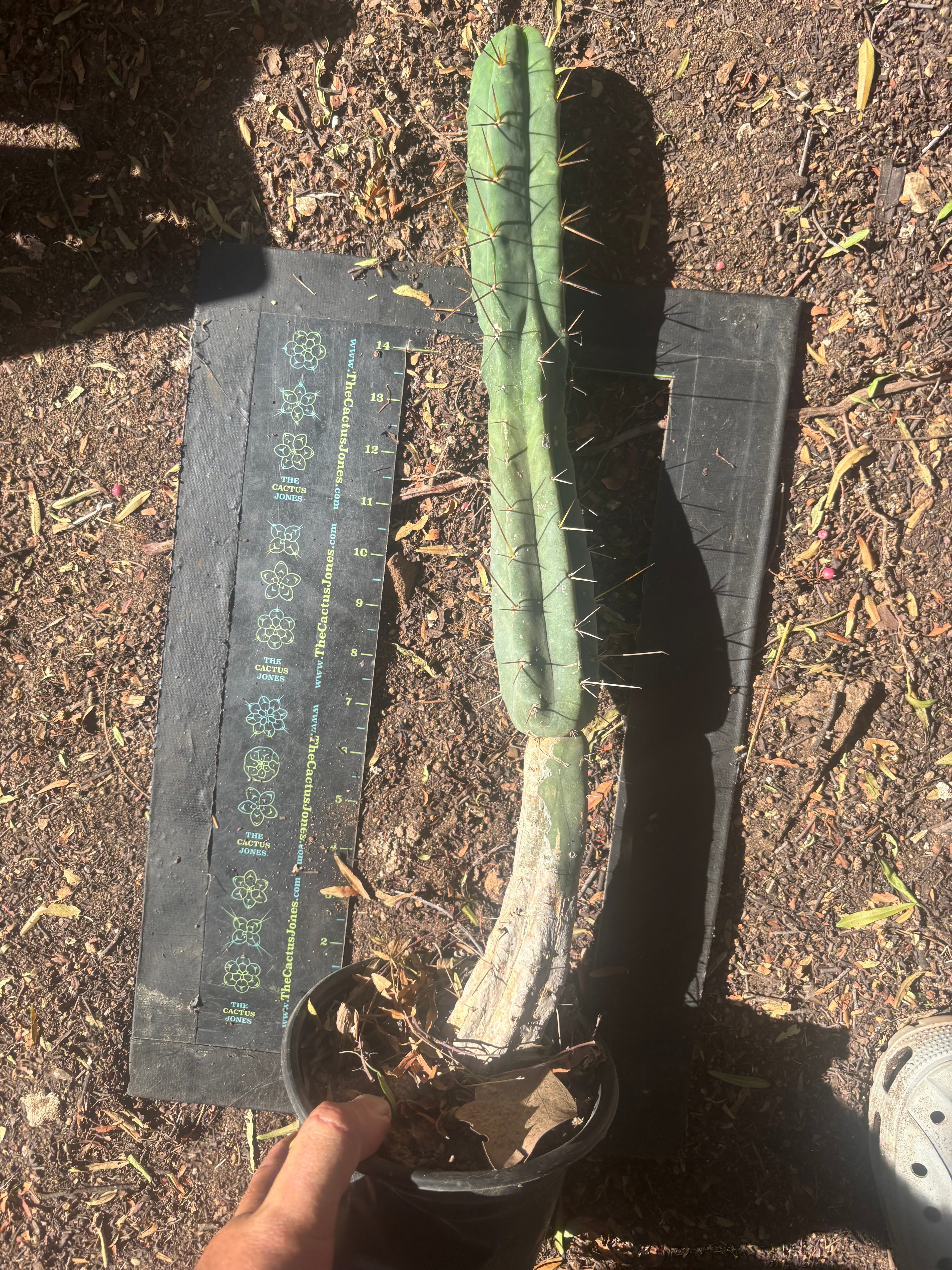 👑🌶️🌶️ Dulzura — Rooted 18”