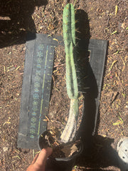 👑🌶️🌶️ Dulzura — Rooted 18”