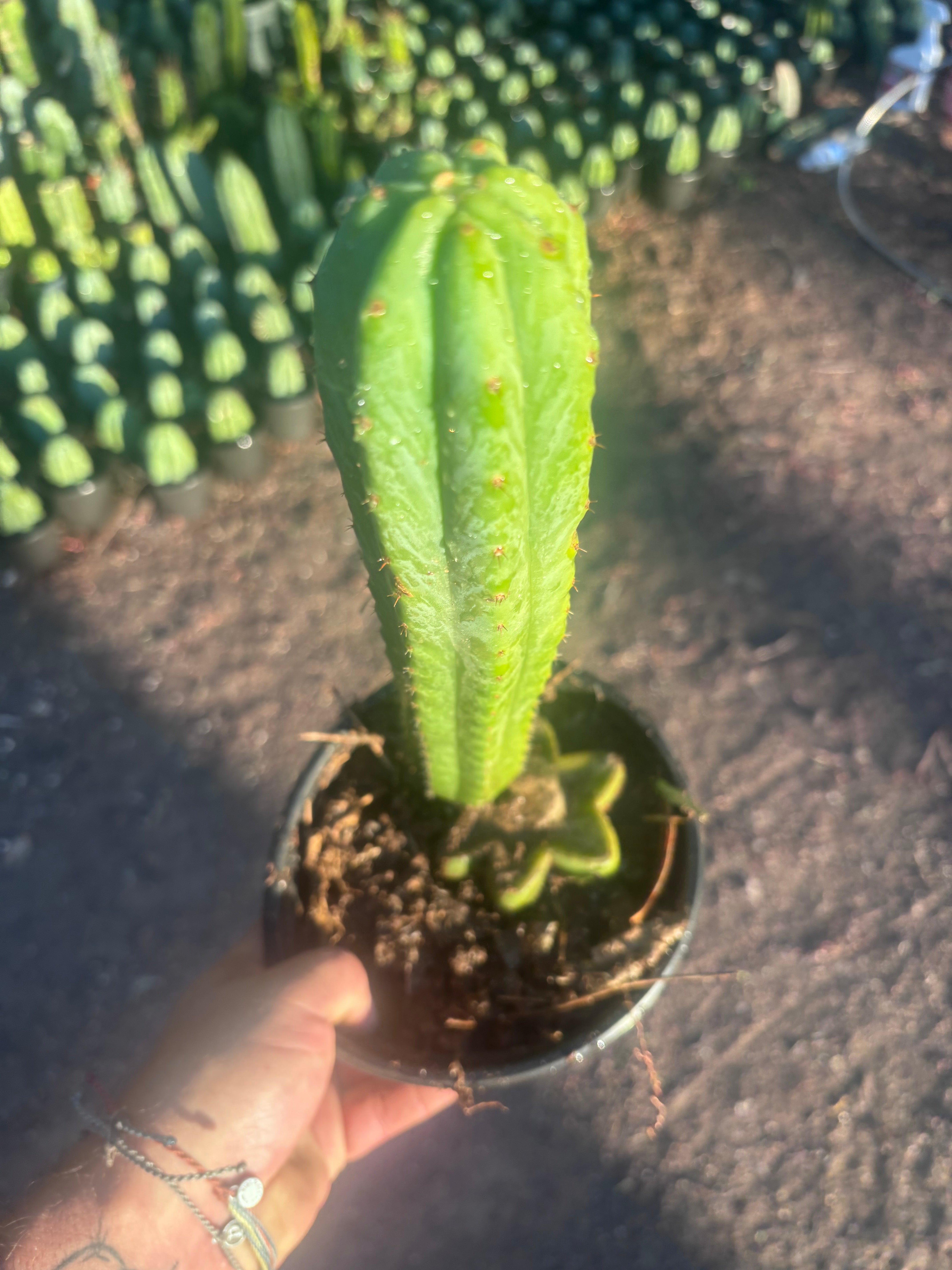 👑🌶️🌶️ Ogun — Rooted Mid with 13” Pup
