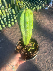 👑🌶️🌶️ Ogun — Rooted Mid with 13” Pup