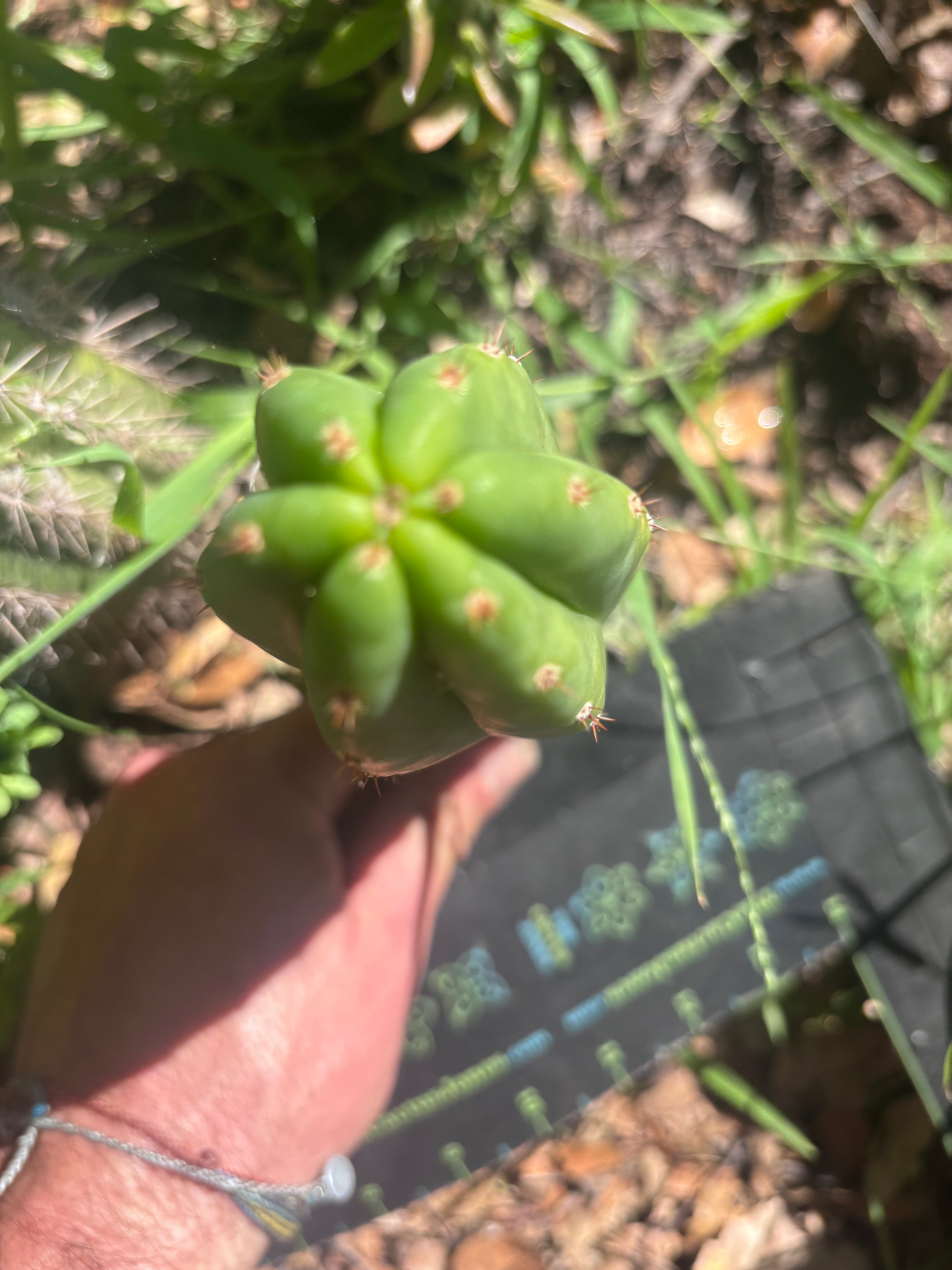 👑🌶️🌶️ KR04 — 8” Tip