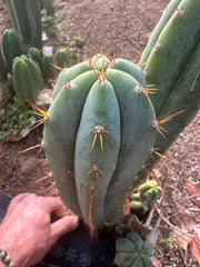 👑🌶️ Kimnach — Chonky 12” Pup