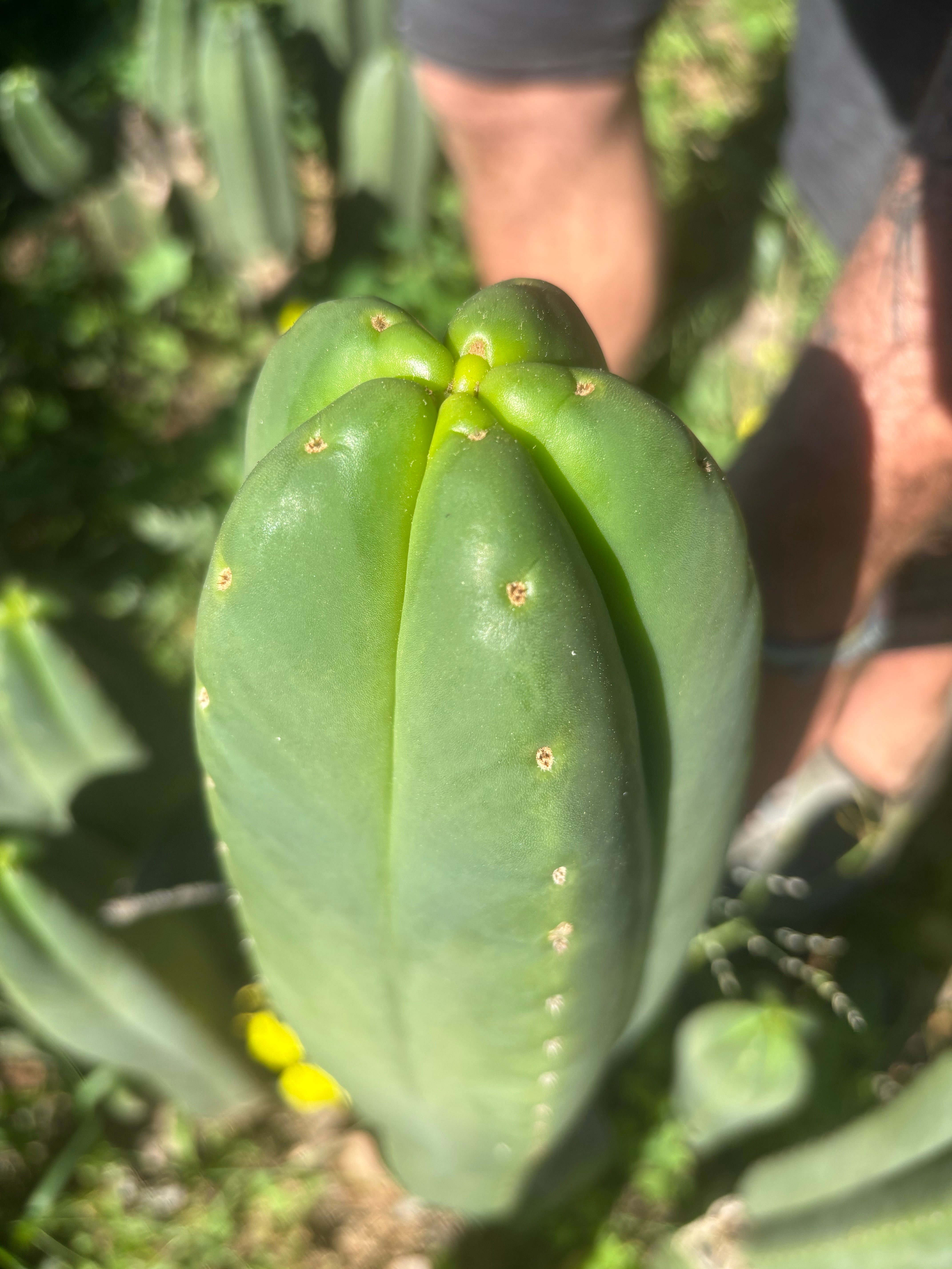 👑🌶️ Scop A — FAT 10” Tips