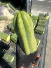 👑🌶️ Tom Juuls Giant  — XL Thick 15” Tip