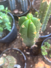 👑🌶️ Huari — 10” Tip
