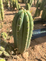 👑 Brian’s Blue Skies — XL 14” Pup