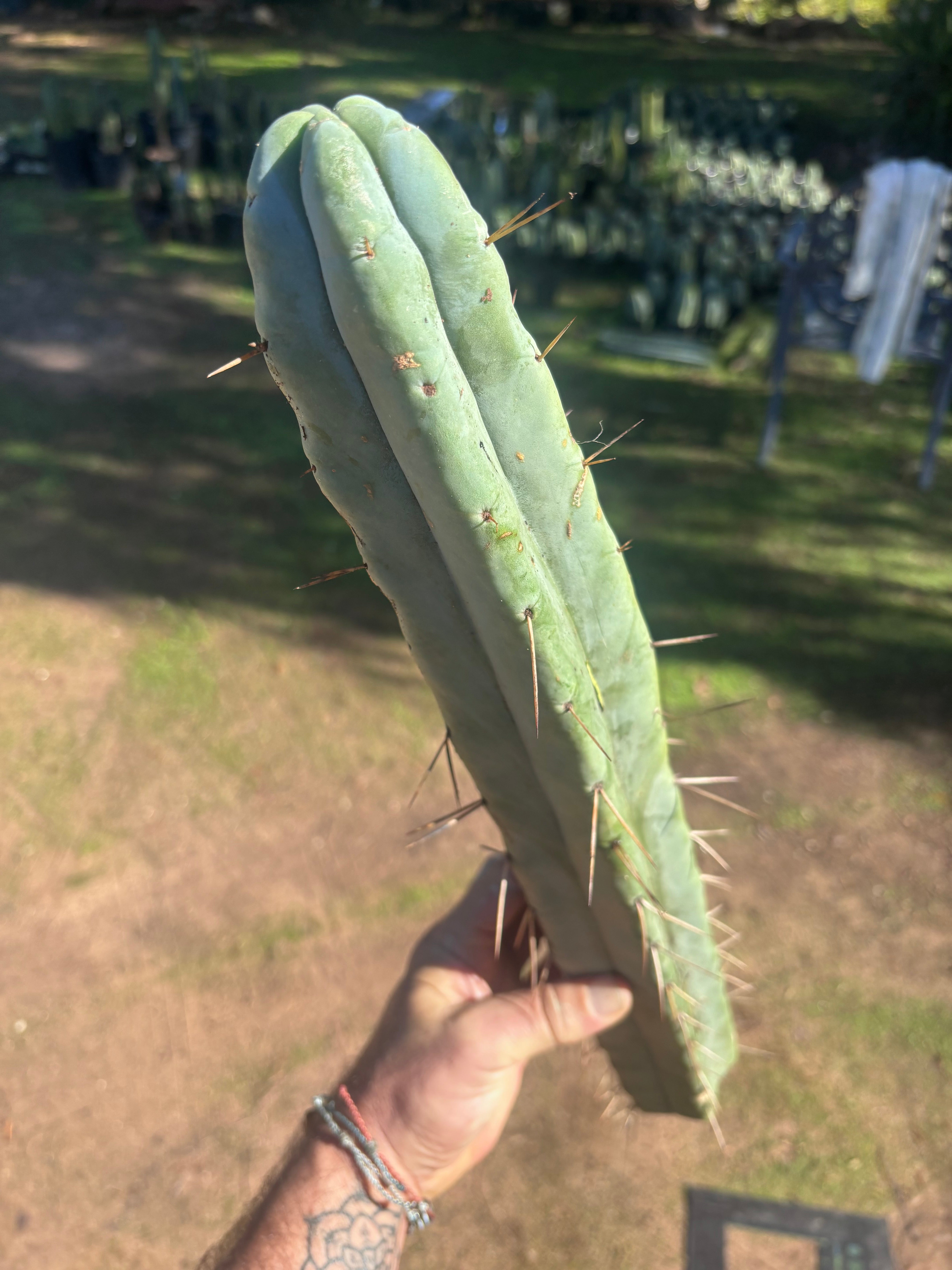 👑🌶️ Hammer2 — XXL 20” Tip