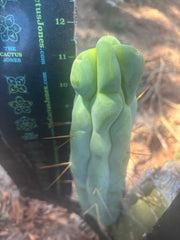 👑💎🌶️ Caballero — 11” Pup