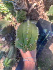 💎👑💎🌶️ CareBear — 6” Pup