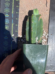 👑💎 Grecas Tip Graft — Rooted / Whole