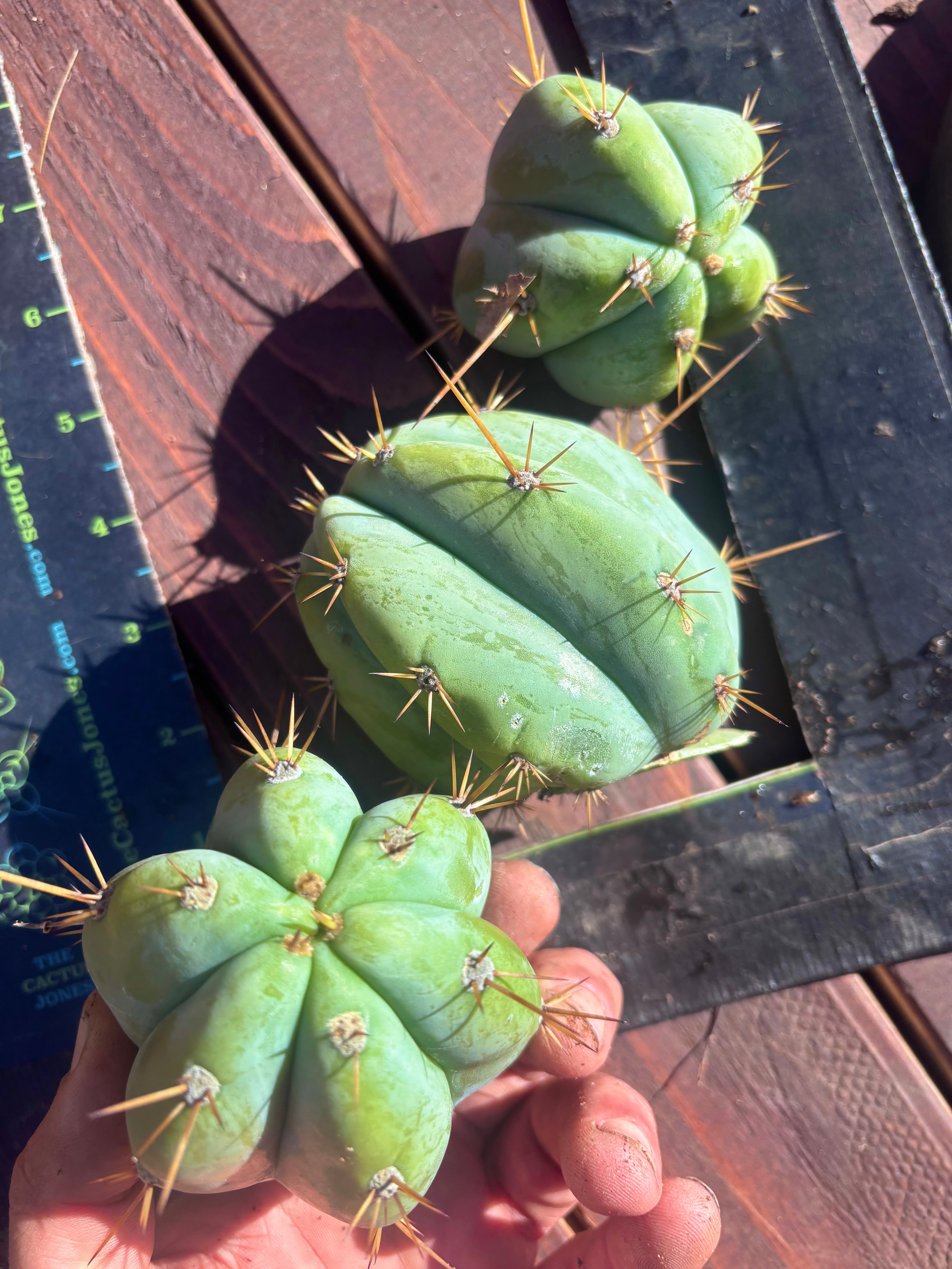 👑 Lotusland Huanu —  Pup Trio