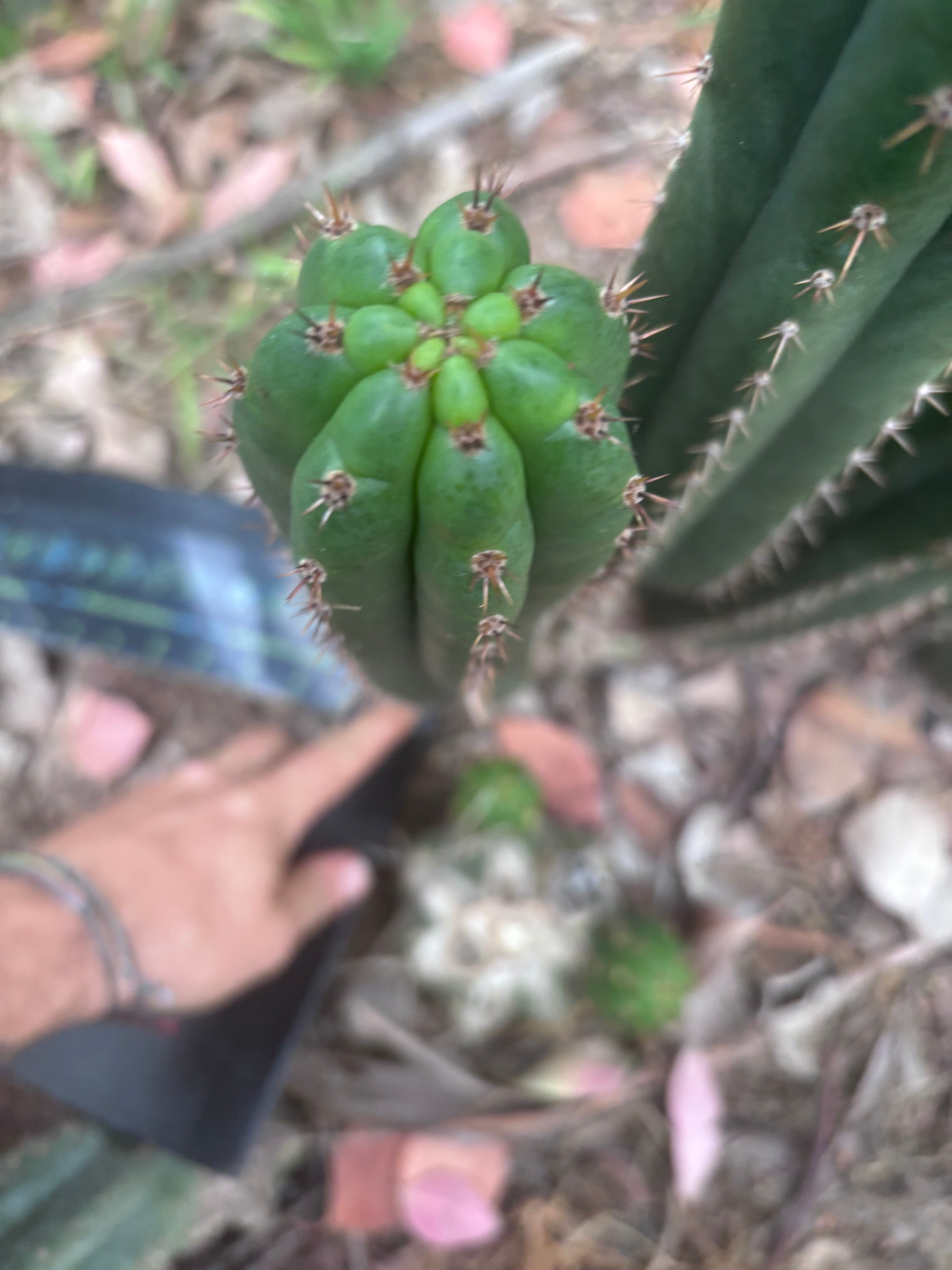 💎👑🌶️ Torres & Torres — 13.5” Pup