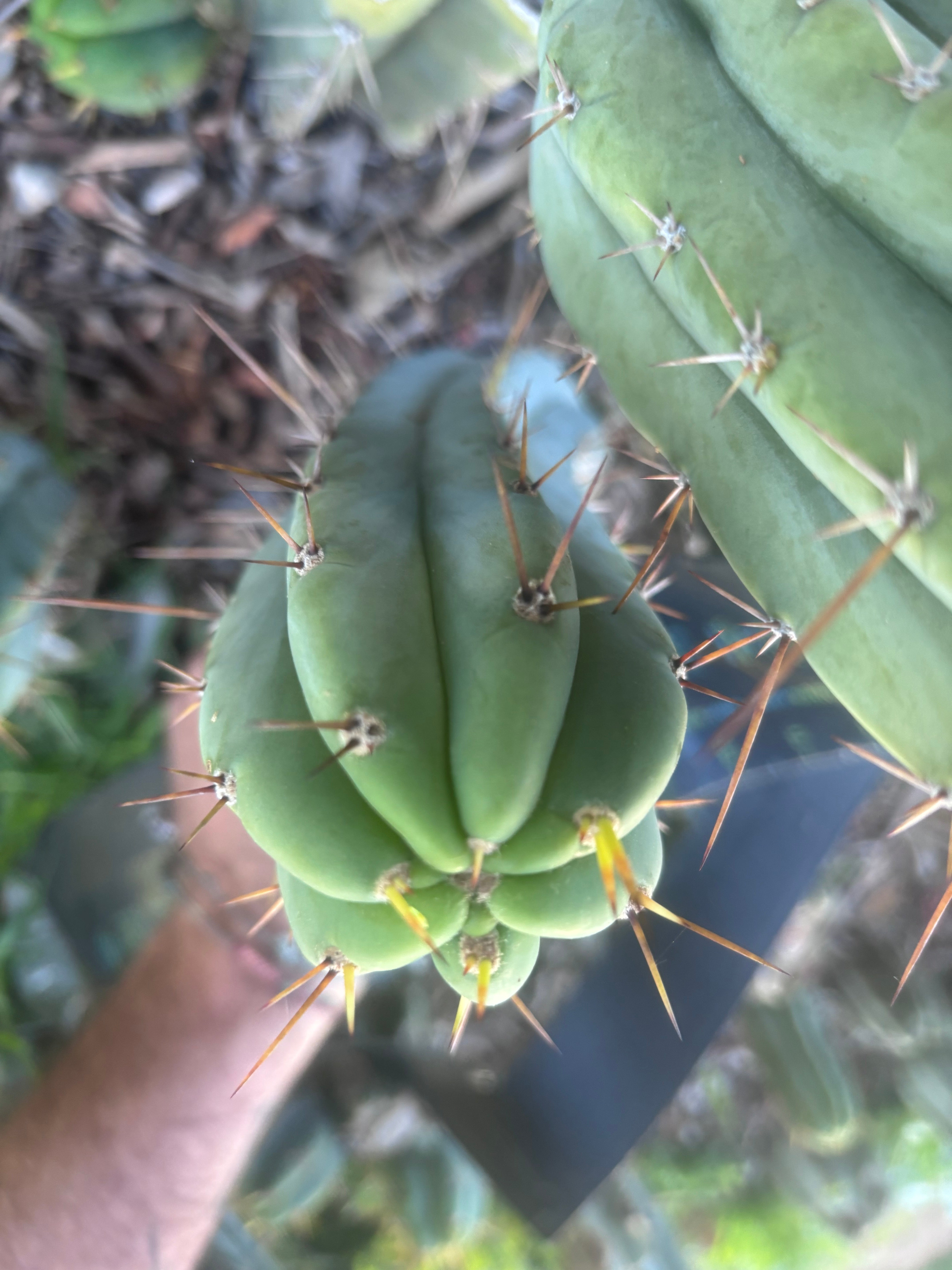 👑🌶️🌶️ Pala — 9” Pup