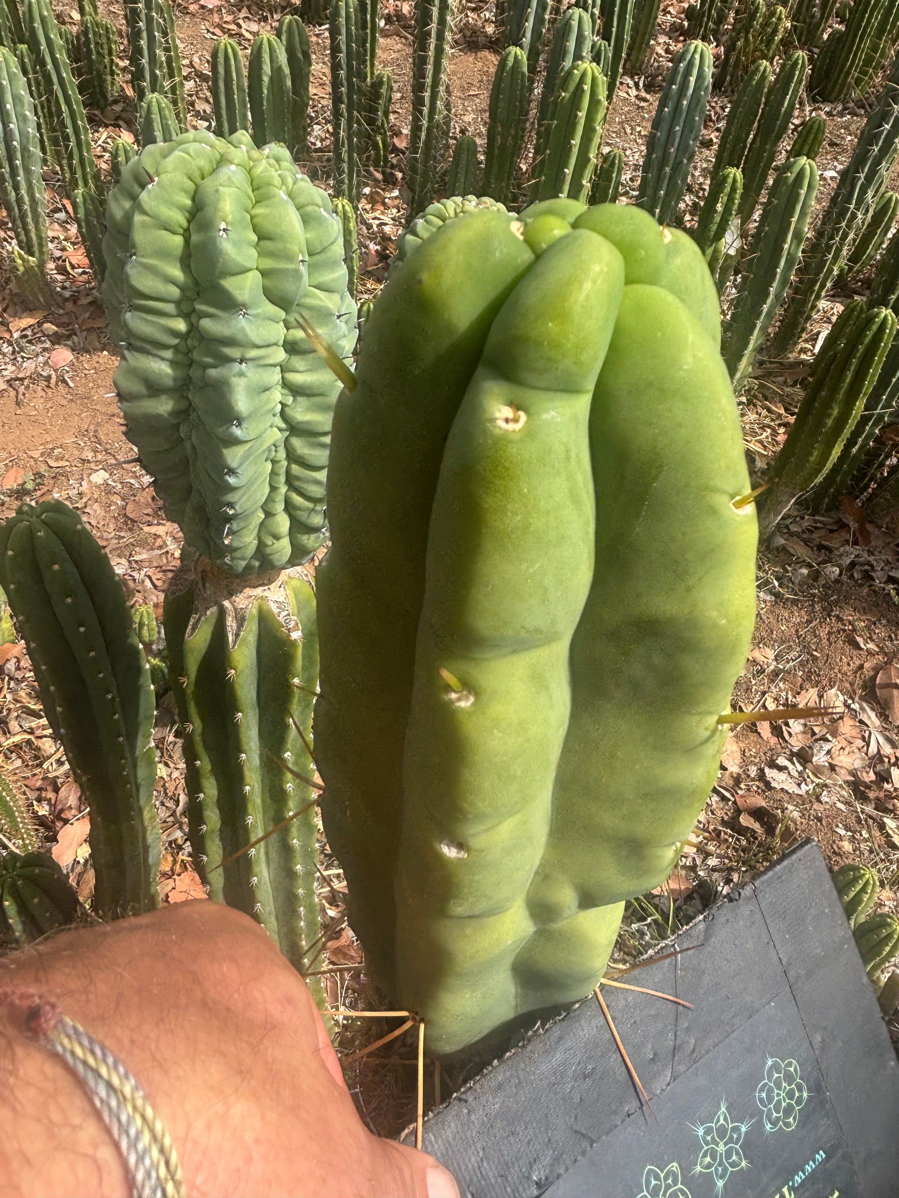👑💎🌶️ Caballero — Fat 8” Tip