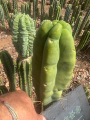 👑💎🌶️ Caballero — Fat 8” Tip