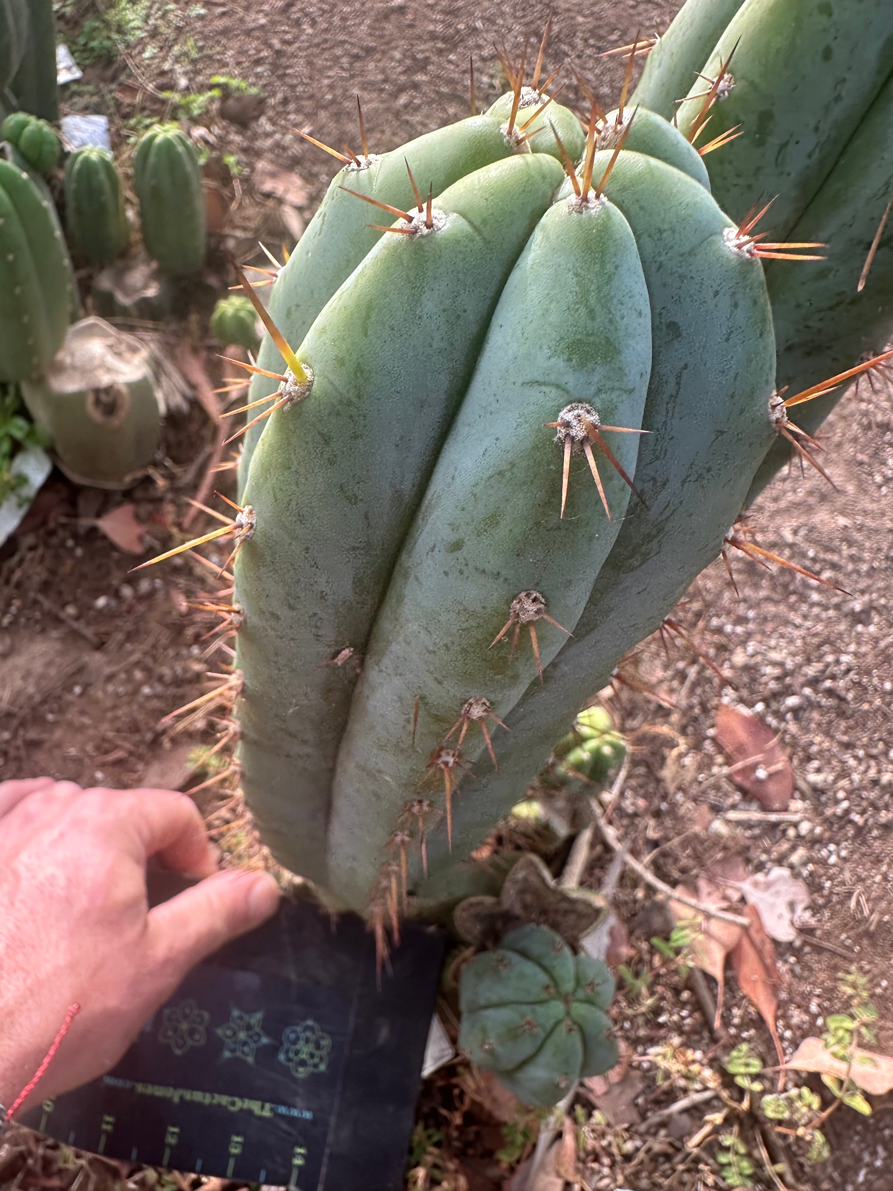 👑🌶️ Kimnach — Chonky 12” Pup