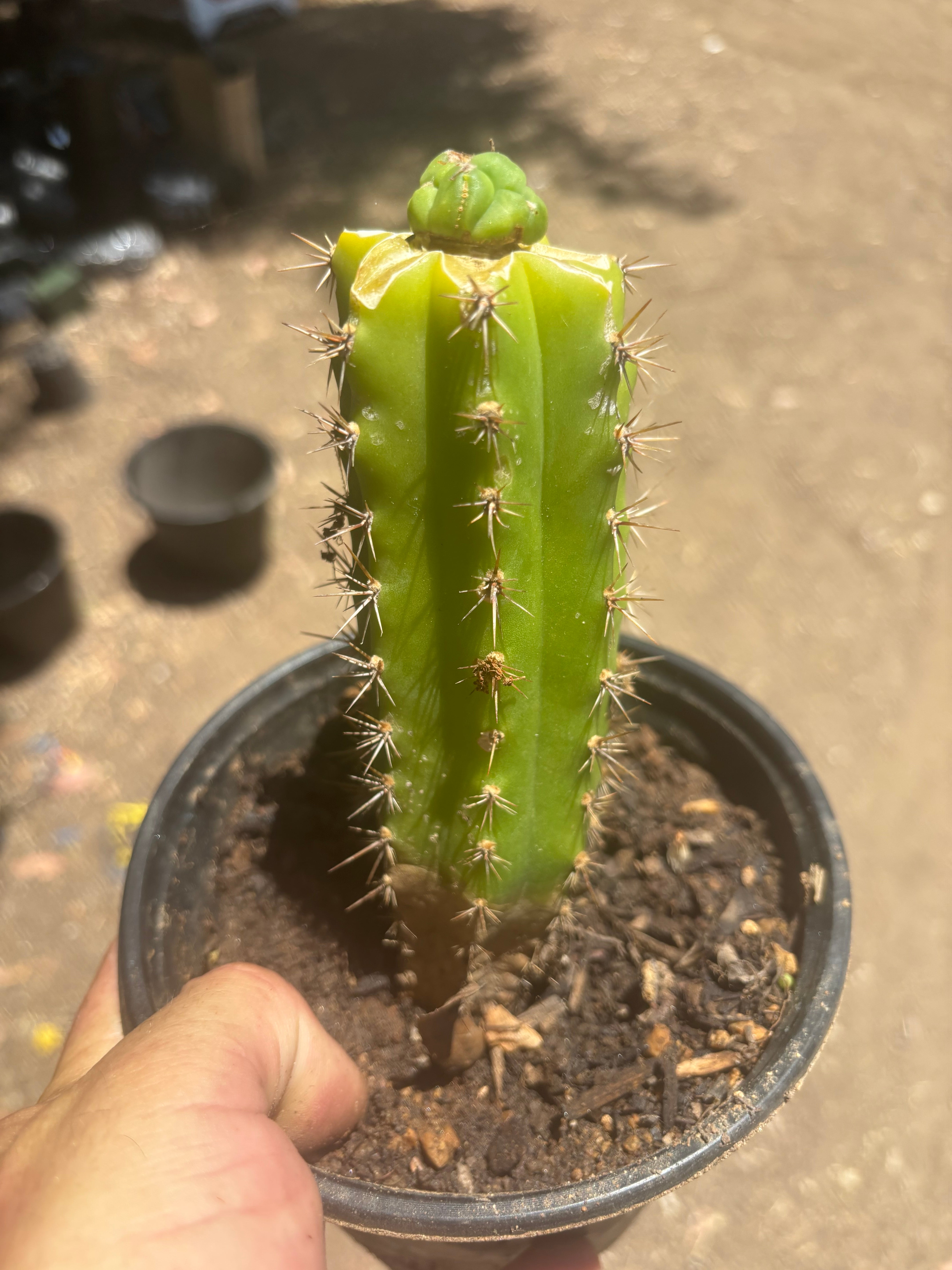 👑💎 Bruce’s Dragon — Pup Graft On Seed Grown Rooted Stock
