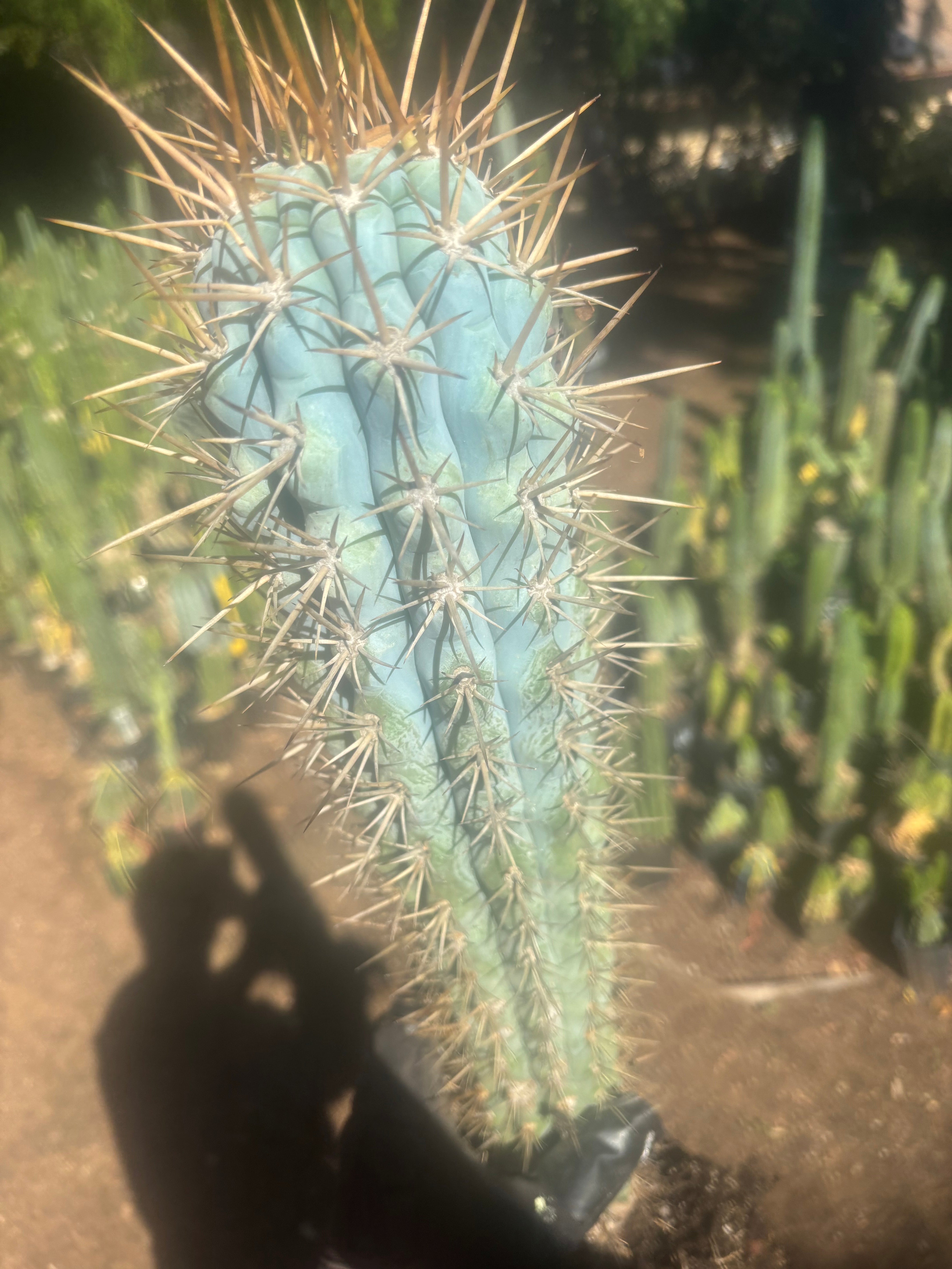 💎 Browningia Hertlingiana — BIG Heavy Rooted 24”