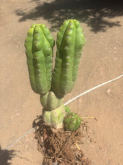 👑 TPM — Large Rooted Multi-Pupper