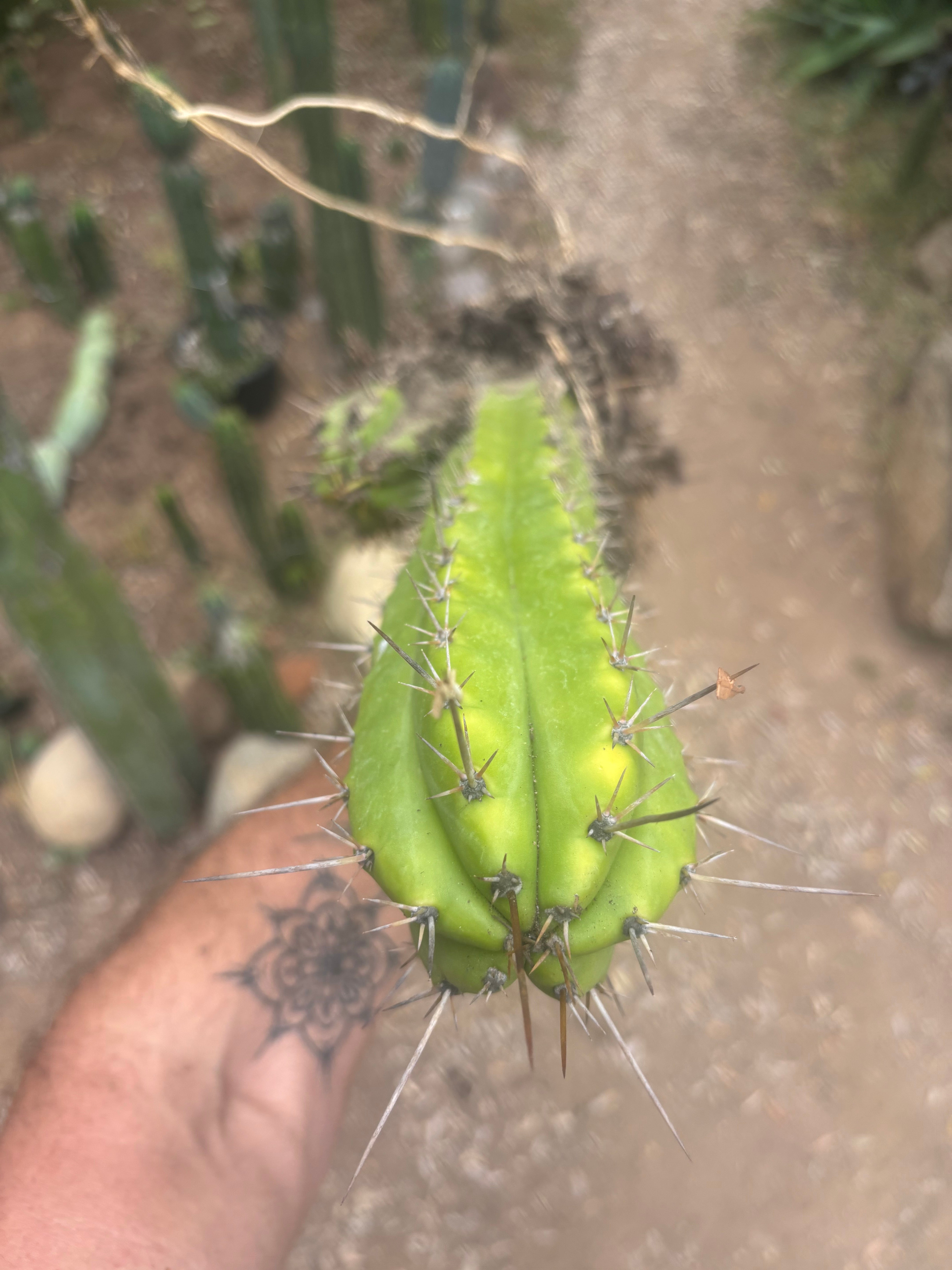 (🌶️) Lumberjack x Huaraz — Seed Grown Mini Stand